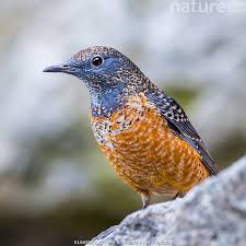 Image result for Monticola saxatilis