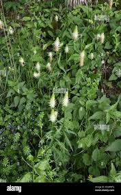 Attēlu rezultāti vaicājumam “Phyteuma spicatum fruit”