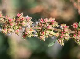 Attēlu rezultāti vaicājumam “Rumex obtusifolius flower”