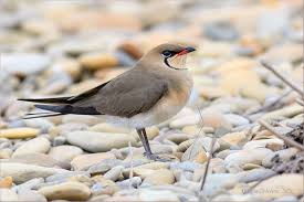 Image result for Glareola maldivarum