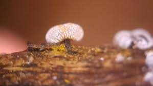 Attēlu rezultāti vaicājumam “Physarum notabile”