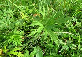 Attēlu rezultāti vaicājumam “Oenothera rubricauli flower”