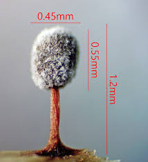 Attēlu rezultāti vaicājumam “Didymium proximum”