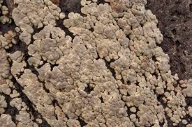 Attēlu rezultāti vaicājumam “Xylobolus frustulatus”