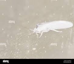 Attēlu rezultāti vaicājumam “Coniopterygidae”