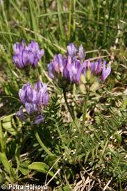 Attēlu rezultāti vaicājumam “Astragalus danicus”