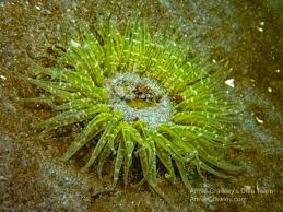 Image result for Anemonenarten