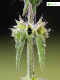 Attēlu rezultāti vaicājumam “Stachys palustris bud”
