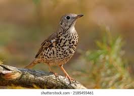 Attēlu rezultāti vaicājumam “Turdus viscivorus juvenile”