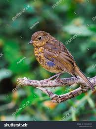 Attēlu rezultāti vaicājumam “Erithacus rubecula juvenile”