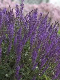 Attēlu rezultāti vaicājumam “Salvia nemorosa”