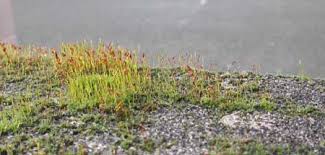 Attēlu rezultāti vaicājumam “Tortula truncata sporophyte”