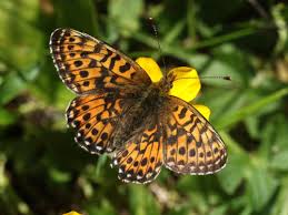 Attēlu rezultāti vaicājumam “Clossiana euphrosyne underside”