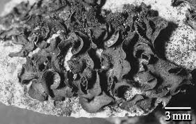 Attēlu rezultāti vaicājumam “Collema flaccidum”