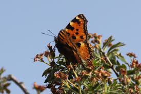 Attēlu rezultāti vaicājumam “Nymphalis polychloros upperside”