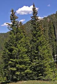 Attēlu rezultāti vaicājumam “Picea”