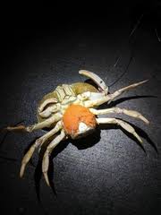 Image result for Metacarcinus magister