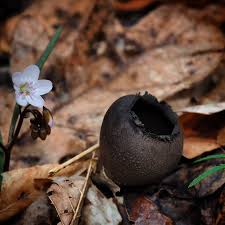 Attēlu rezultāti vaicājumam “Craterium sp.”
