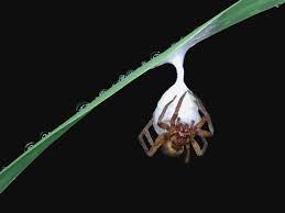 Attēlu rezultāti vaicājumam “Agroeca brunnea”