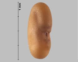 Attēlu rezultāti vaicājumam “Galega orientalis fruit”