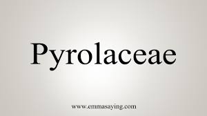 Attēlu rezultāti vaicājumam “Pyrolaceae”