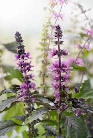 Attēlu rezultāti vaicājumam “Ocimum basilicum flower”