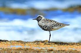 Attēlu rezultāti vaicājumam “Pluvialis squatarola adult”