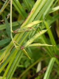 Attēlu rezultāti vaicājumam “Lathyrus pratensis leaf”