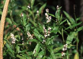Attēlu rezultāti vaicājumam “Persicaria hydropiper”