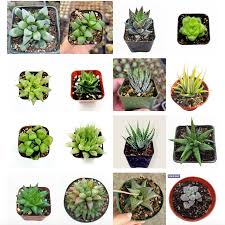 Image result for Haworthia