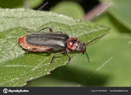 Attēlu rezultāti vaicājumam “Cantharis fusca”