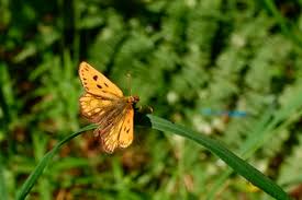 Attēlu rezultāti vaicājumam “Carterocephalus silvicolus underside”