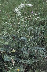 Attēlu rezultāti vaicājumam “Libanotis montana leaf”