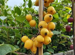 Attēlu rezultāti vaicājumam “Malus x zumi fruit”