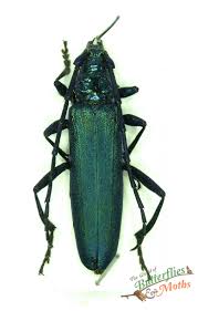 Attēlu rezultāti vaicājumam “Aromia moschata”