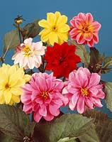 Image result for Dahlia `Red Skin`