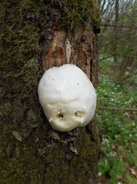 Attēlu rezultāti vaicājumam “Reticularia jurana”