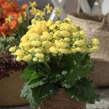Image result for Calceolaria