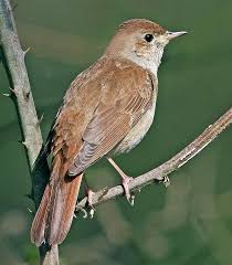 Image result for Luscinia sibilans