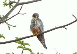 Attēlu rezultāti vaicājumam “Falco subbuteo”