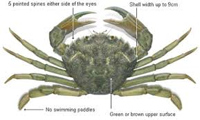 Image result for Carcinus maenas