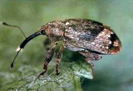 Attēlu rezultāti vaicājumam “Anthonomus pomorum”