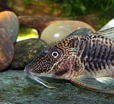 Image result for fish corydoras