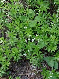 Attēlu rezultāti vaicājumam “Galium triflorum fruit”