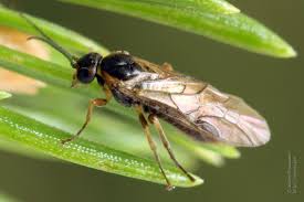 Attēlu rezultāti vaicājumam “Pristiphora maesta”