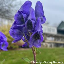 Attēlu rezultāti vaicājumam “Aconitum napellus flower”