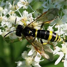 Attēlu rezultāti vaicājumam “Tenthredo campestris female”
