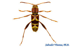 Attēlu rezultāti vaicājumam “Cerambycidae”