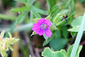 Attēlu rezultāti vaicājumam “Geranium dissectum flower”