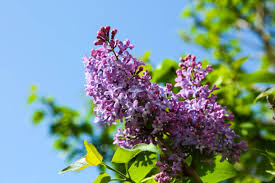 Image result for flieder